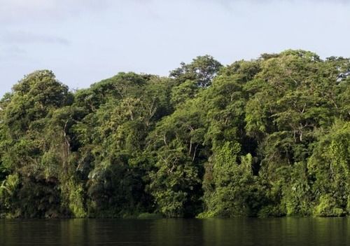 Miss Junies Lodge Tortuguero Exterior foto